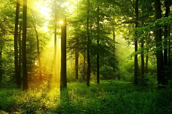 Die Sonnenstrahlen brechen durch die Bäume im Wald