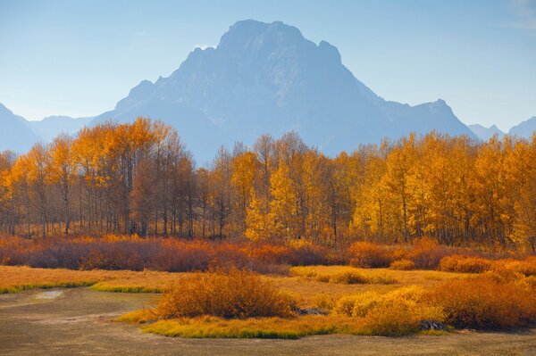 Bosque amarillo de otoño en el fondo de la montaña