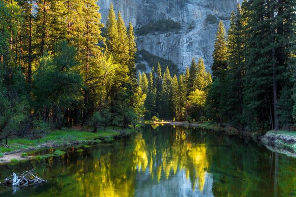 Yosemite National Park in California, USA, it features mountains, a beautiful forest, a variety of trees, a mountain river