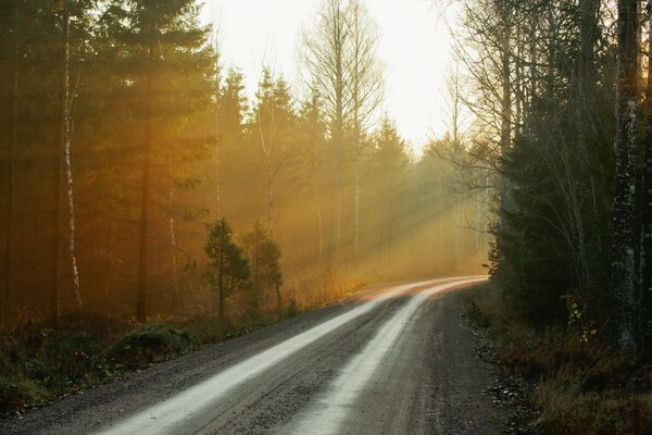 Landscape of the morning forest where you can see the road