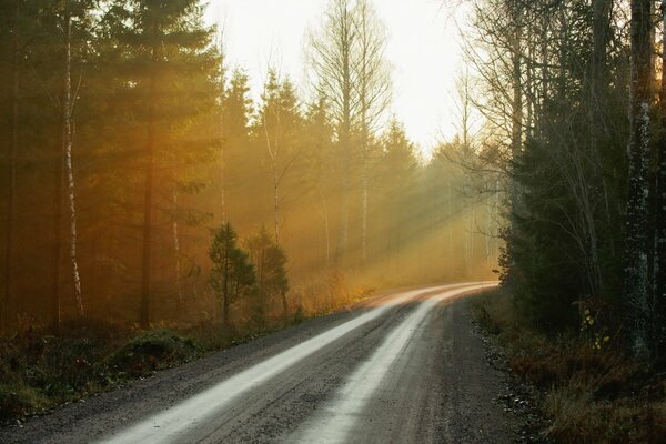 Paesaggio della foresta mattutina dove puoi vedere la strada
