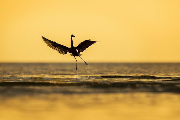 Ein glatter Vogel, der über dem Wasser schwebt