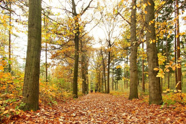 Straße im Herbstpark mit Bäumen und Sträuchern