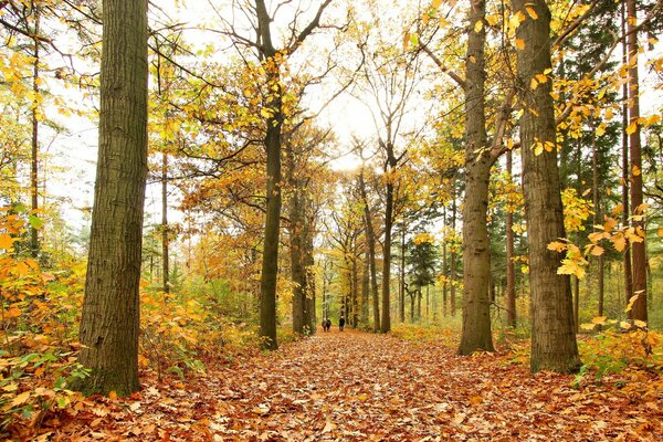 Camino en el parque de otoño con árboles y arbustos