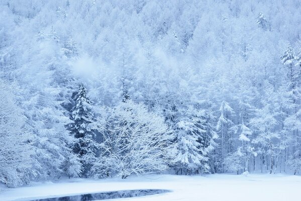 Alberi innevati su un pendio nella foresta