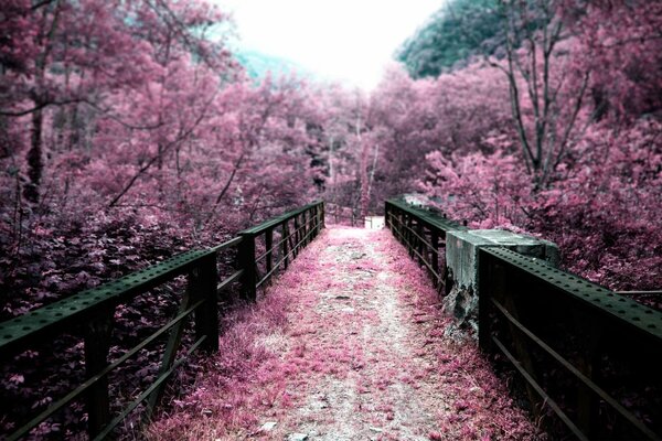 Le Japon dans toutes ses couleurs habituelles