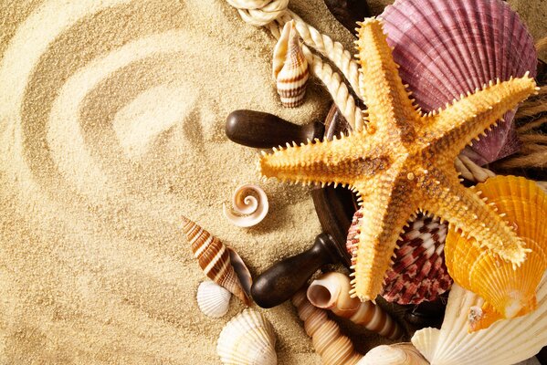 Corde avec coquillages et étoile de mer sur le sable