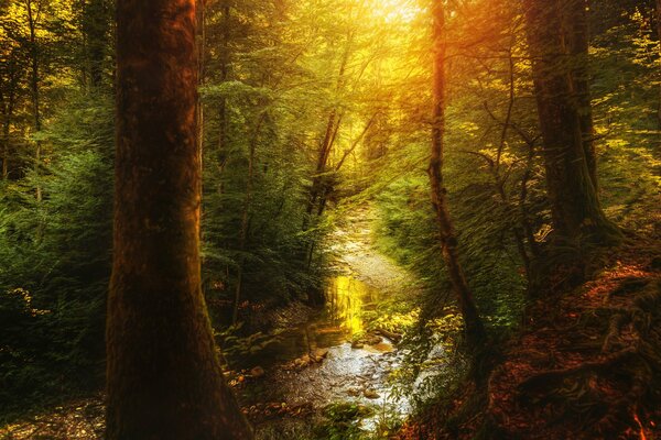 Petit ruisseau parmi les grands arbres