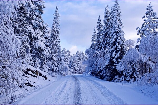 Camino de invierno en el bosque contra el cielo azul