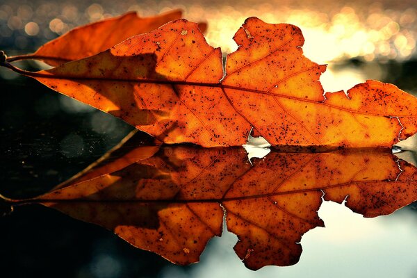 Hoja roja de otoño en macro disparo