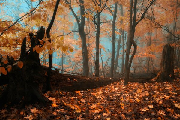 Bosque de otoño en follaje brillante en la niebla