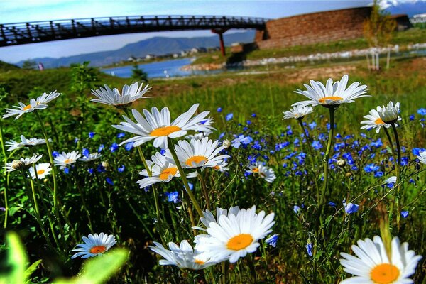 Radura di camomilla vicino al fiume