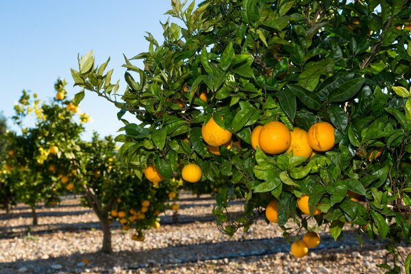 Orangengarten mit Orangenbäumen