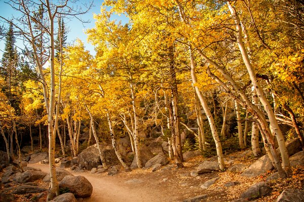 Sendero a lo largo del bosque de otoño