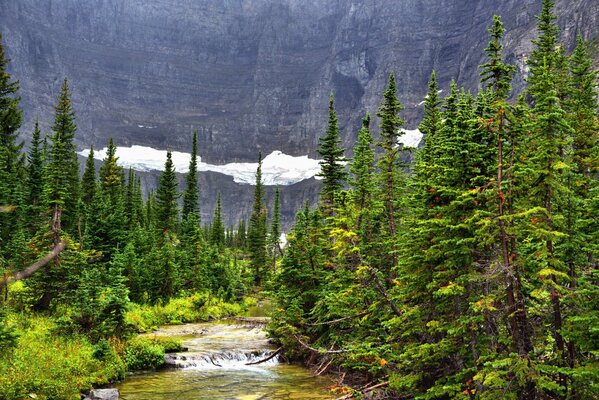 Green forest and a small river