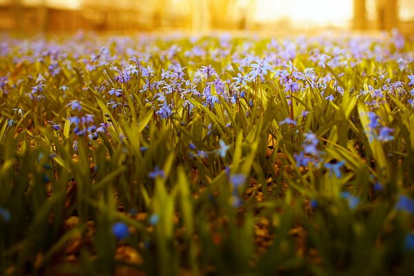 Wildflowers. Beautiful nature