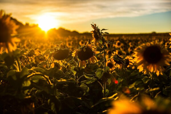 Campo de girasoles en los rayos del sol