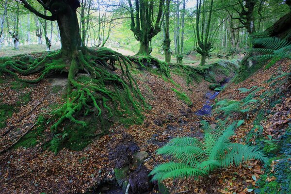 Unusually moss-grown tree roots