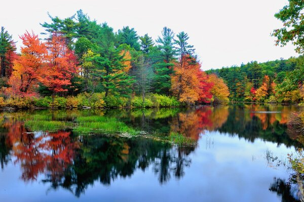 Reflejo del bosque de otoño en el lago