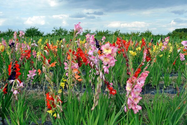 Piantagione di gladioli sotto il cielo con le nuvole