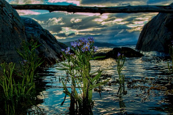 Verano y flores en el fiordo Noruego