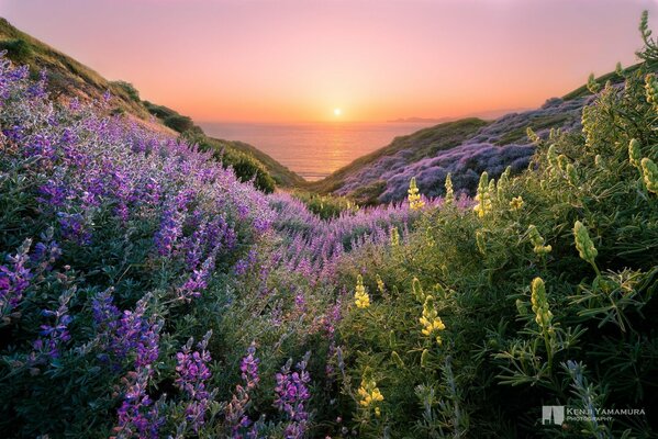 Lila Blumen auf den Hügeln bei Sonnenuntergang