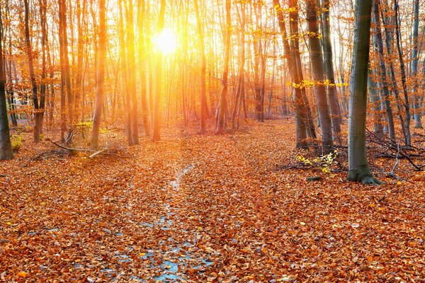 Herbstliche Waldlandschaft, Blätter fallen