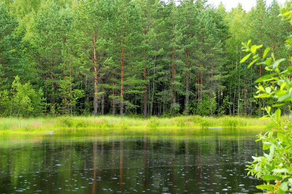 Lake in a green coniferous forest in summer