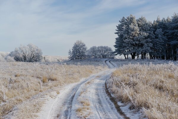 Givre sur la route, l herbe, les arbres