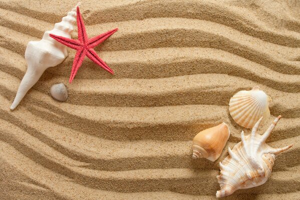 Seashells and starfish on the sand