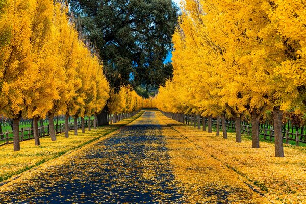Die Straße ist mit gelben Blättern übersät