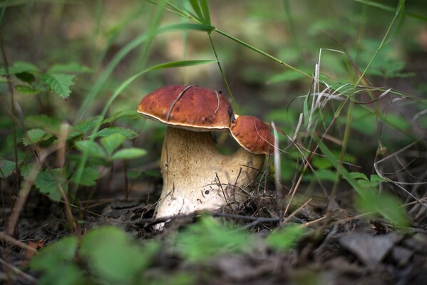 White mushroom in autumn in the forest