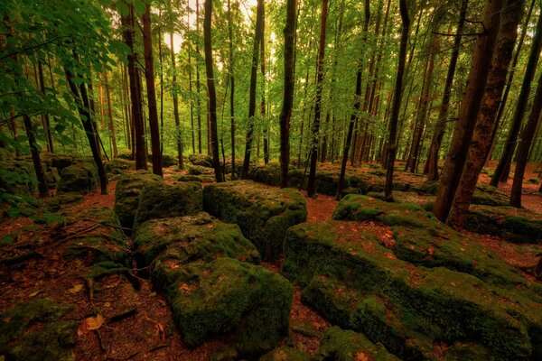 Steine in Moos und Laub im Wald