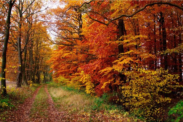 Wanderweg im schönen Herbstwald