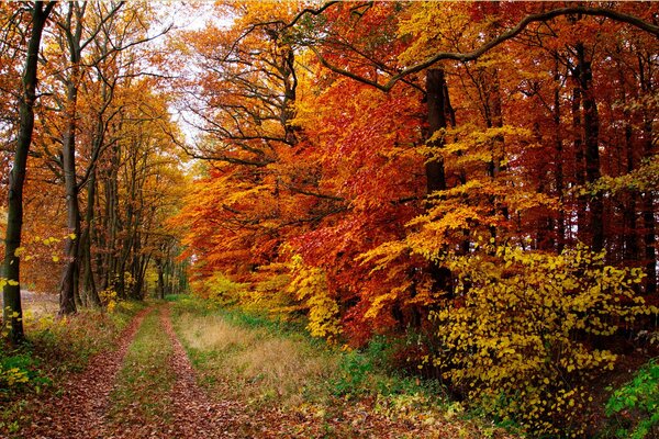 Ścieżka w pięknym jesiennym lesie
