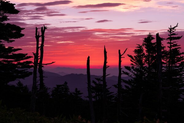 Paisaje resplandor de la puesta de sol en las montañas con árboles altos