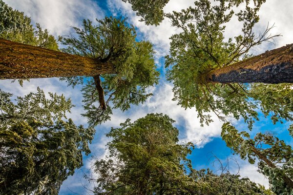 Copas de los árboles contra el cielo