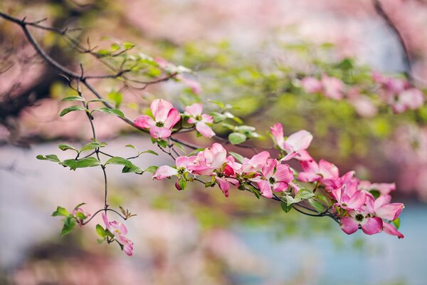 Una rama de un Manzano de Jardín en flor en la naturaleza