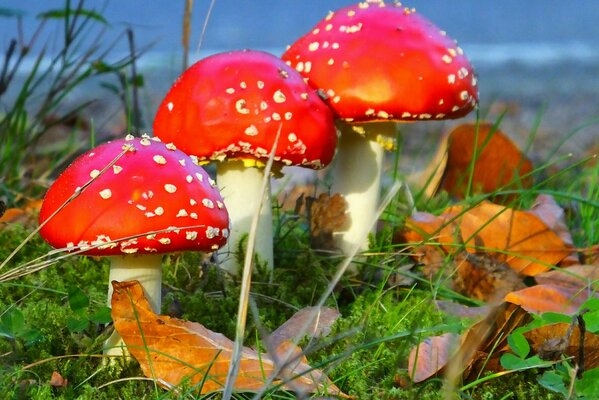 Tres hongos Amanita en el desu de otoño