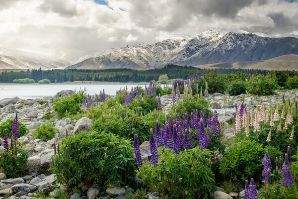 Montañas de nueva Zelanda durante la floración
