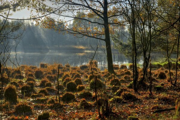 Grass hummocks near the autumn lake