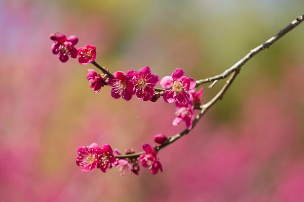 A tree branch with bright flowers