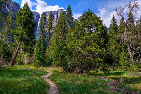 Yosemite National Park in California, landscape