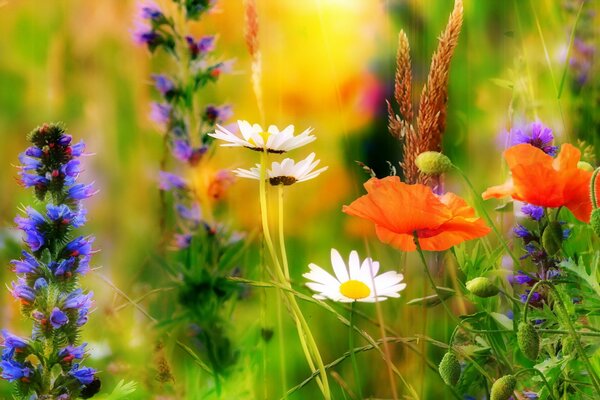 Marguerites et coquelicots dans le domaine