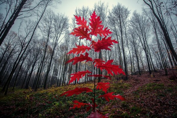 A young oak tree on a slope in the forest