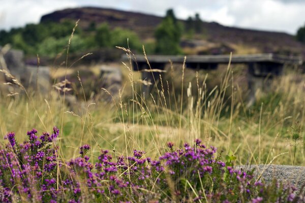 Campo de flores de primavera con vistas a la montaña