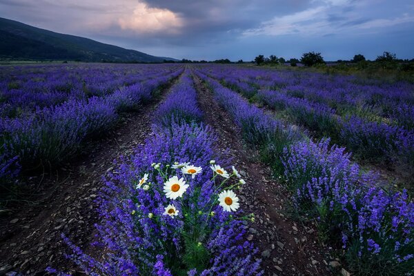 Landscape field, evening chamomile flowers