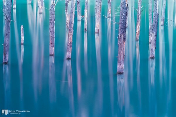 Árboles en el lago de un fotógrafo japonés