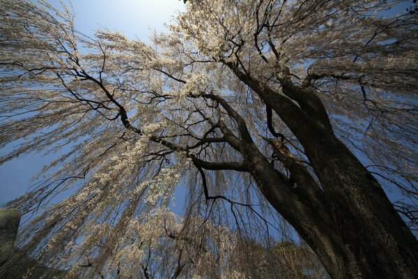 A tree blooming beautiful nature