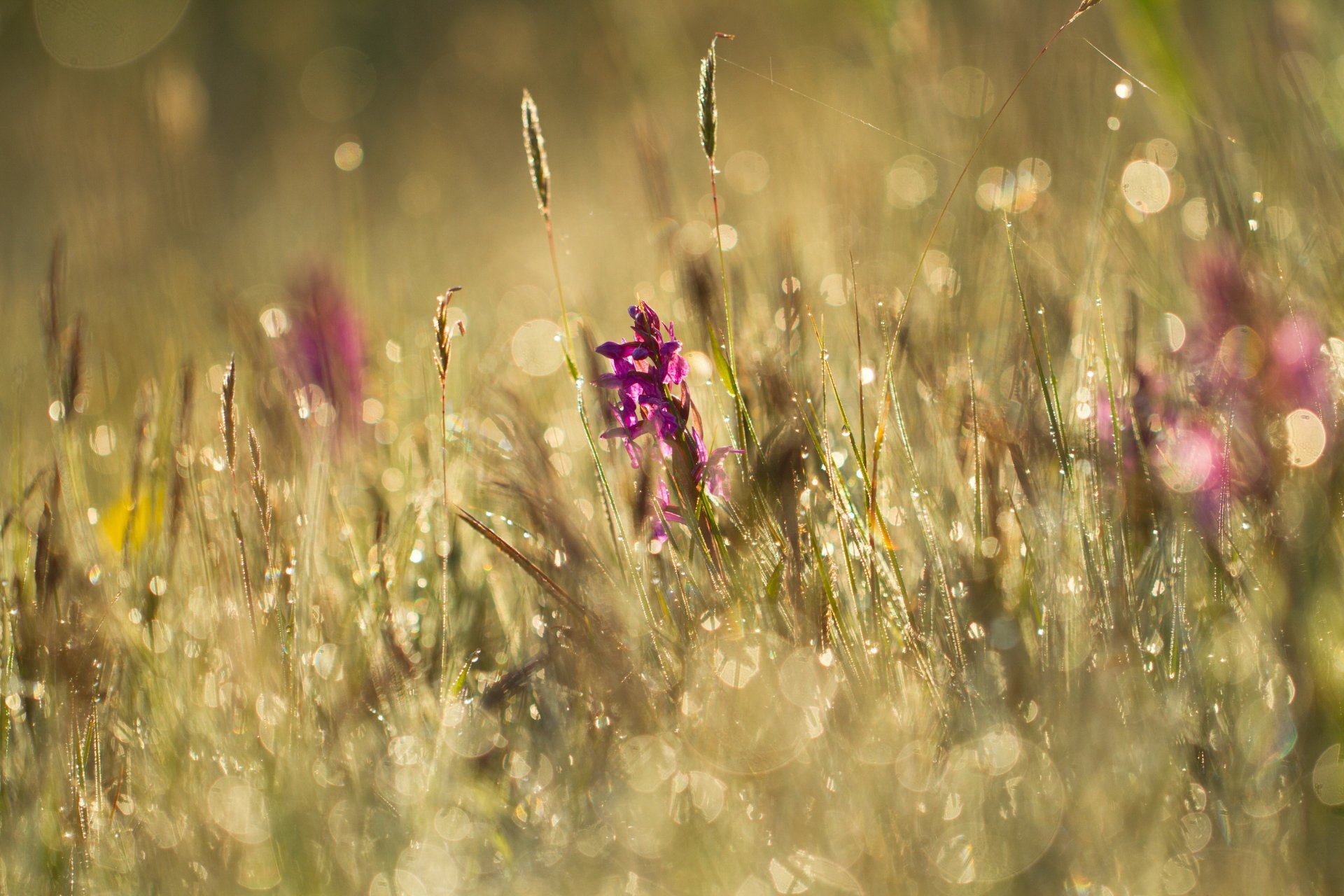 été pré herbe fleurs rosée éblouissement